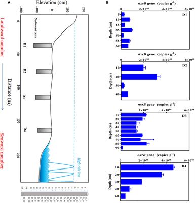 Distribution, Diversity, and Abundance of Nitrite Oxidizing Bacteria in the Subterranean Estuary of the Daya Bay